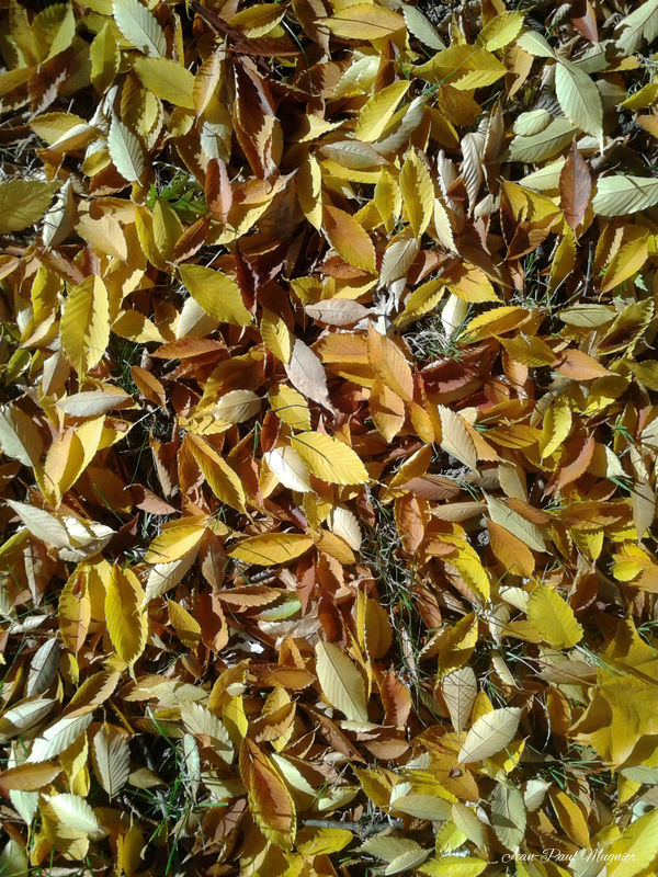 Automne