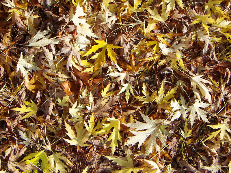 fond_automne