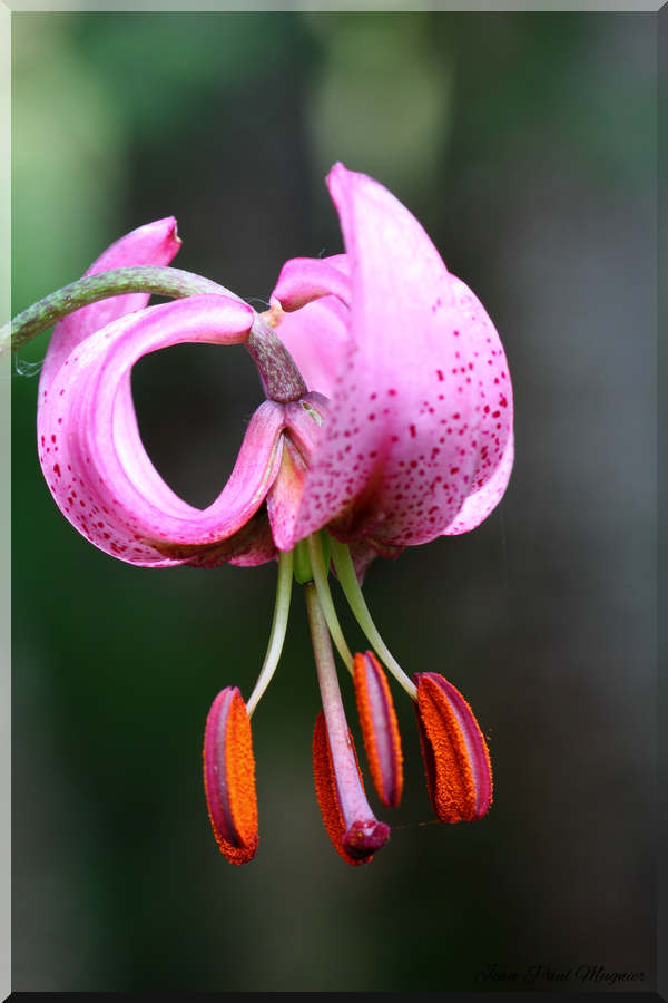 Lys Martagon