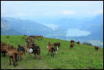IMG_17297  -  <strong>Les chèvres et les génisses de l'alpage de l'Eau Froide</strong>	<br/>Giez (74) - Août 2014