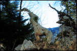 IMG_38585  -  <strong>Pointe de Velan<br/>Wood art 2 : L'éléphant qui barrit</strong><br/>Giez / Seythenex - Décembre 2016
