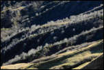 IMG_19487 - <strong>Contrejour sur la végétation des pentes du Mont des Acrays</strong></br> Beaufort - Octobre 2014