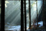 IMG_12538  -  <strong>Rayons de soleil dans la brume</strong><br/>Bauges - janvier 2014