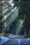 IMG_12561  -  <strong>Rayons de soleil dans la brume</strong><br/>Bauges - janvier 2014