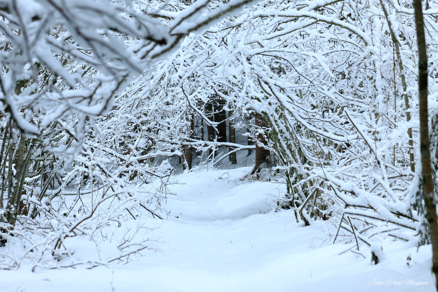 Ambiance hivernale