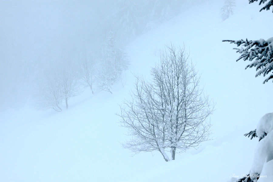 Neige et brouillard