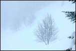 IMG_20525  -  <strong>Neige et brouillard</strong><br/>Bauges - février 2015