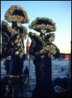 Carnaval - Venise 1997