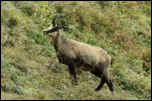IMG_10720  -  <strong>Chamois</strong> <br/> Bauges  -  Septembre 2013