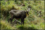 IMG_10735  -  <strong>Chamois : Une chèvre très coquette et son chevreau</strong> <br/> Bauges  -  Septembre 2013