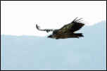 IMG_11282  -  <strong>Vautour Fauve</strong>	<br/>Baronnies (Drôme)  -  Octobre 2013