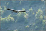 IMG_11355  -  <strong>Vautour Fauve</strong>	<br/>Baronnies (Drôme)  -  Octobre 2013