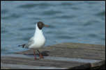 IMG_12817  -  <strong>Mouette rieuse - plumage nuptial</strong>	<br/> Cluse d'Annecy - Février 2014