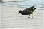 IMG_12901  -  <strong>Gallinule poule d'eau</strong>	<br/>Cluse d'Annecy - Février 2014