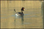 IMG_13070  -  <strong>Petite séance d'étirement ...</strong> <br/>Cluse d'Annecy - Mars 2014