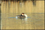 IMG_13071  -  <strong>... avant la toilette ...</strong> <br/>Cluse d'Annecy - Mars 2014