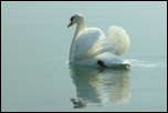 IMG_13108  -  <strong>Cygne tuberculé</strong> <br/>Cluse d'Annecy - Mars 2014