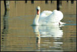 Cygnes