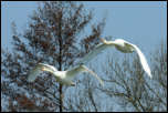 IMG_13170  -  <strong>couple en vol</strong> <br/>Cluse d'Annecy - Mars 2014