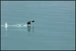 IMG_13176  -  <strong>Foulque macroule : 100 m ? </strong> <br/>Cluse d'Annecy - Mars 2014