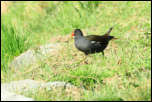 IMG_13949  -  <strong>Gallinule poule d'eau</strong>	<br/>Cluse d'Annecy - Mars 2014
