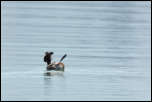 IMG_14073  -  <strong>Coucou !</strong> <br/>Cluse d'Annecy - Mars 2014
