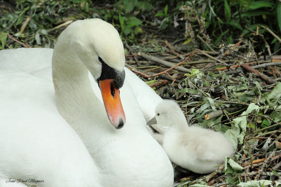 Cygne tuberculé