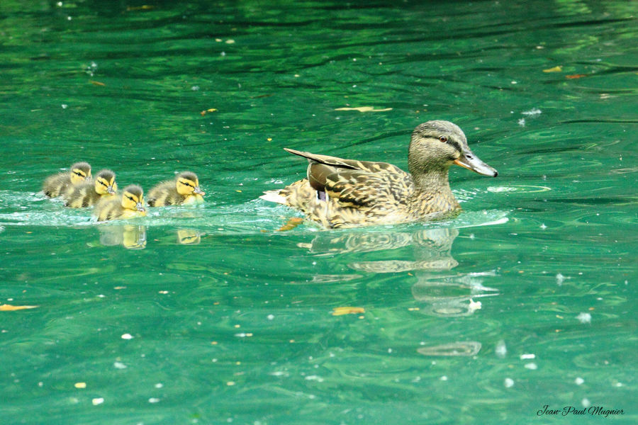 Canards Col Vert