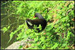 IMG_15424  -  <strong>Gallinule poule d'eau</strong> <br/> Cluse d'Annecy - Juin 2014