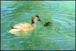 IMG_15456  -  <strong>Nette Rousse : Tiens-toi droit quand tu manges !</strong> <br/> Cluse d'Annecy - Juin 2014