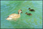 IMG_15458  -  <strong>Nette Rousse : Approchez, il y en assez pour deux !</strong> <br/> Cluse d'Annecy - Juin 2014