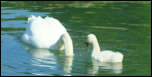 IMG_15636  -  <strong>Cygne tuberculé et son jeune</strong> <br/> Cluse d'Annecy - Juin 2014