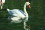 IMG_15640  -  <strong>Cygne tuberculé et son jeune</strong> <br/> Cluse d'Annecy - Juin 2014