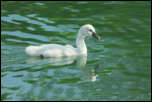 IMG_15699  -  <strong>Cygne tuberculé : jeune</strong> <br/> Cluse d'Annecy - Juin 2014