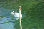 IMG_15700  -  <strong>Cygne tuberculé et son jeune</strong> <br/> Cluse d'Annecy - Juin 2014