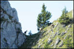 IMG_18513  -  <strong>Chamois</strong> <br/> Bornes - Septembre 2014