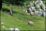 IMG_18570  -  <strong>Bouquetins</strong> <br/> Bornes - Septembre 2014