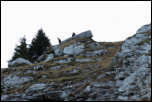 IMG_19887  -  <strong>Chamois</strong> <br/> Bauges - Novembre 2014
