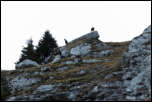 IMG_19893  -  <strong>Chamois</strong> <br/> Bauges - Novembre 2014