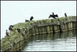 IMG_19920  -  <strong>Grands Cormorans</strong> <br/> Cluse d'Annecy - Décembre 2014