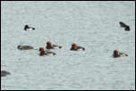 Autres oiseaux d'eau