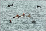 IMG_20018  -  <strong>Nettes rousses</strong> <br/> Cluse d'Annecy - Décembre 2014