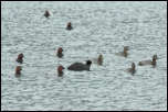 IMG_20039  -  <strong>Fuligules milouin</strong> <br/> Cluse d'Annecy - Décembre 2014