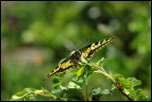 IMG_23869  -  <strong>Machaon ou Grand porte queue (Papilio machaon)</strong> <br/>Belledonne - Juin 2015