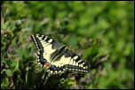 IMG_23881  -  <strong>Machaon ou Grand porte queue (Papilio machaon)</strong> <br/>Belledonne - Juin 2015