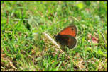 IMG_26365  -  <strong>Papillon ?</strong> <br/>Bornes - Août 2015
