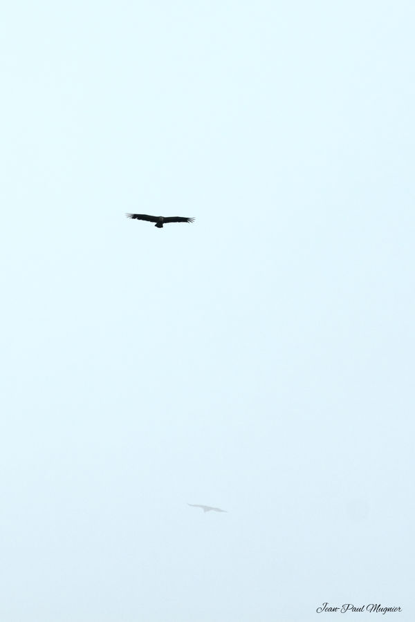 Vautour fauve