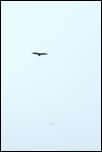 IMG_26527  -  <strong>Vautour fauve (Gyps fulvus) et Gypaète barbu dans les brumes</strong> <br/>Bornes - Septembre 2015