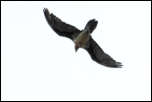 IMG_26576  -  <strong>Gypaète barbu (Gypaetus barbatus)</strong> <br/>Bornes - Septembre 2015