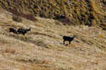 IMG_4986  -  <strong>Chamois</strong> <br/> Bauges  -  Octobre 2011